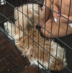 Reunited Female Dog last seen Fairfield, Shoreacres, TX 77571