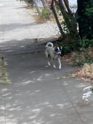 Found/Stray Male Dog last seen Culver Street and Eastman Ave., Oakland, Oakland, CA 94619
