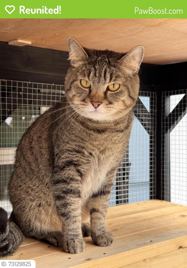 Reunited Male Cat last seen Whitman Ave N. and N. 202nd St. in Shoreline WA, Shoreline, WA 98133
