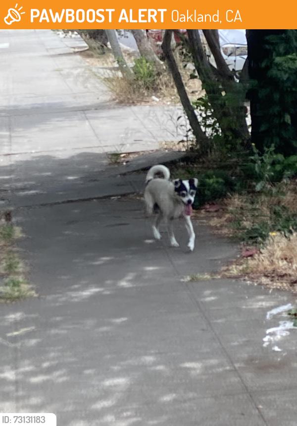 Found/Stray Male Dog last seen Culver Street and Eastman Ave., Oakland, Oakland, CA 94619