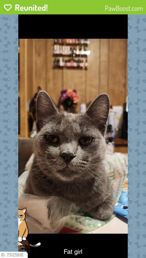 Reunited Female Cat last seen Near N Walnut Rd, Las Vegas, NV 89115, USA, Las Vegas, NV 89115