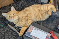 Lost Male Cat last seen Ash and elfinwild, Allison Park, PA 15101