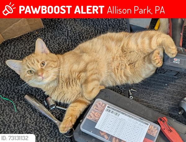 Lost Male Cat last seen Ash and elfinwild, Allison Park, PA 15101