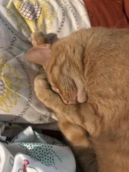 Lost Male Cat last seen Near and nall, Stilwell, KS 66085