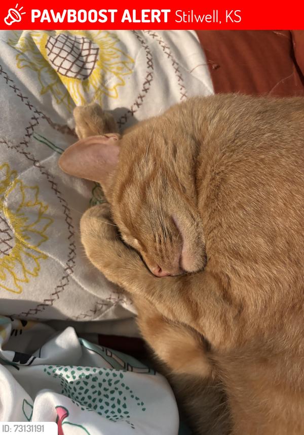 Lost Male Cat last seen Near and nall, Stilwell, KS 66085