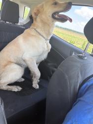 Found/Stray Male Dog last seen 500E 25W, Knox, IN 46534