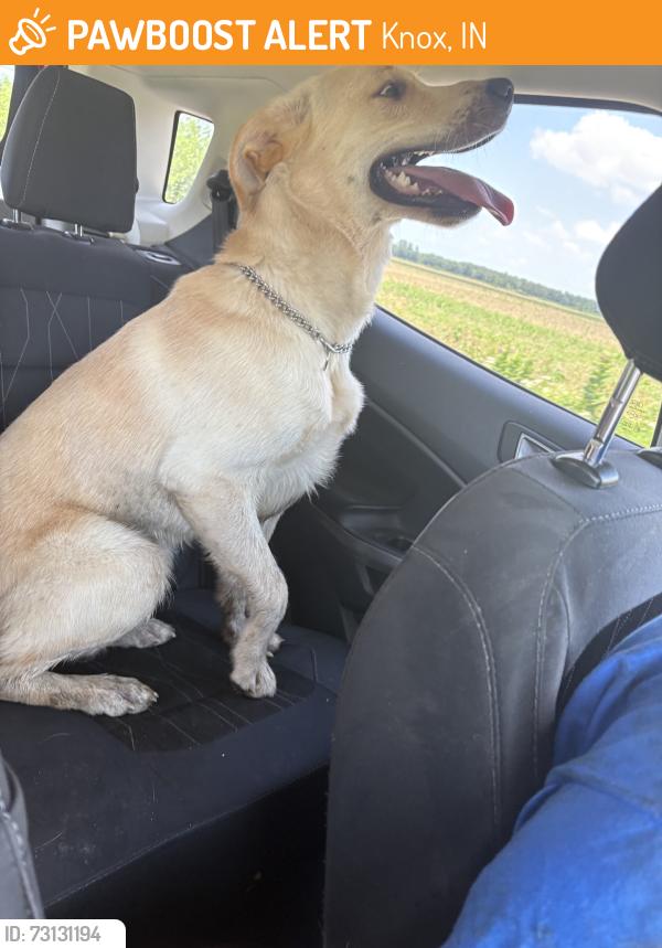 Found/Stray Male Dog last seen 500E 25W, Knox, IN 46534