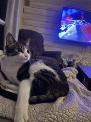 Lost Female Cat last seen Near Cayuga, Oro-Medonte, ON L0K 1E0