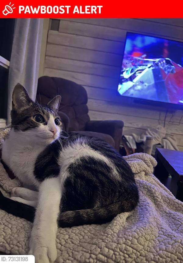 Lost Female Cat last seen Near Cayuga, Oro-Medonte, ON L0K 1E0