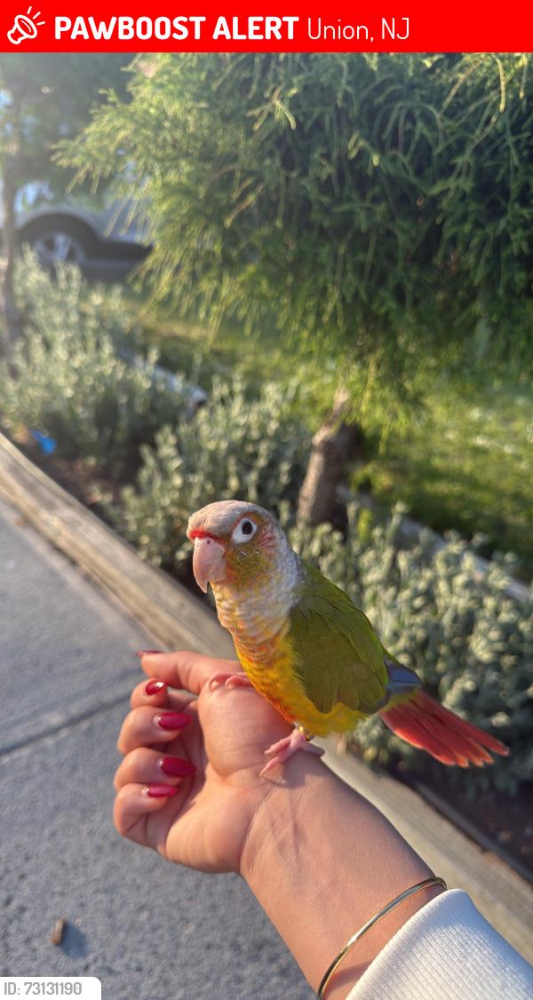 Lost Female Bird last seen Lehigh avenue union 07083, Union, NJ 07083