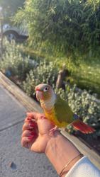 Lost Female Bird last seen Lehigh avenue union 07083, Union, NJ 07083