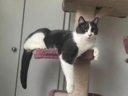 Lost Male Cat last seen Symonds St between Chapman and Richmond, Dartmouth, NS B3A 3L4