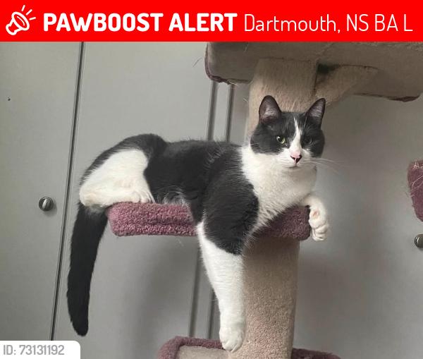 Lost Male Cat last seen Symonds St between Chapman and Richmond, Dartmouth, NS B3A 3L4