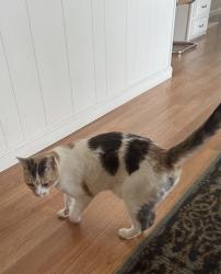 Reunited Female Cat last seen Dorsey & Mulberry, Grass Valley, CA 95945