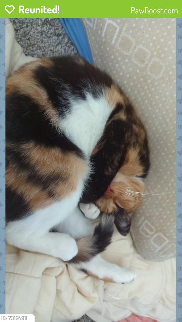 Reunited Female Cat last seen Winwood apmts and Merle Hay Road, Johnston, IA 50131