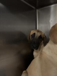 Shelter Stray Male Dog last seen , 14409 Vanowen St, Van Nuys, CA 91405, USA