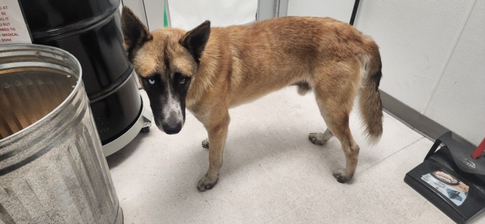 Shelter Stray Male Dog last seen , 11361 W Pico Blvd, Los Angeles, CA 90064, USA