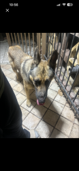 Found/Stray Unknown Dog last seen Fresa st, Pasadena, TX 77502