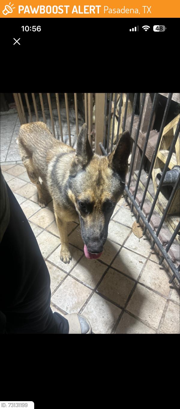 Found/Stray Unknown Dog last seen Fresa st, Pasadena, TX 77502