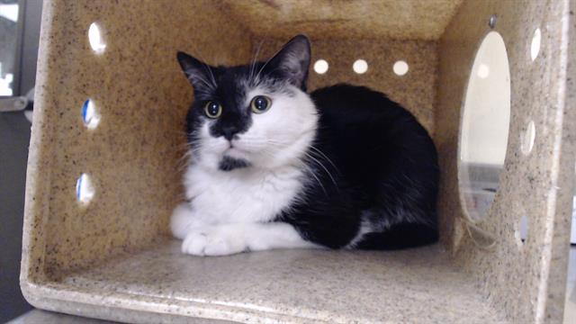 Shelter Stray Male Cat last seen Near BLOCK SHERIDAN BLVD, ARVADA, CO 80003, 1241 W Bayaud Ave, Denver, CO 80223, USA
