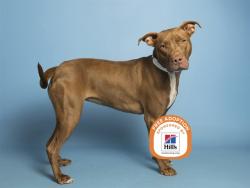 Shelter Stray Female Dog last seen GREENWAY AND THE 303, 5501 E Van Buren St, Phoenix, AZ 85008, USA
