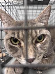 Shelter Stray Male Cat last seen Near BLK W CHEYENNE AVE, LAS VEGAS NV 89108, 655 N Mojave Rd, Las Vegas, NV 89101, USA