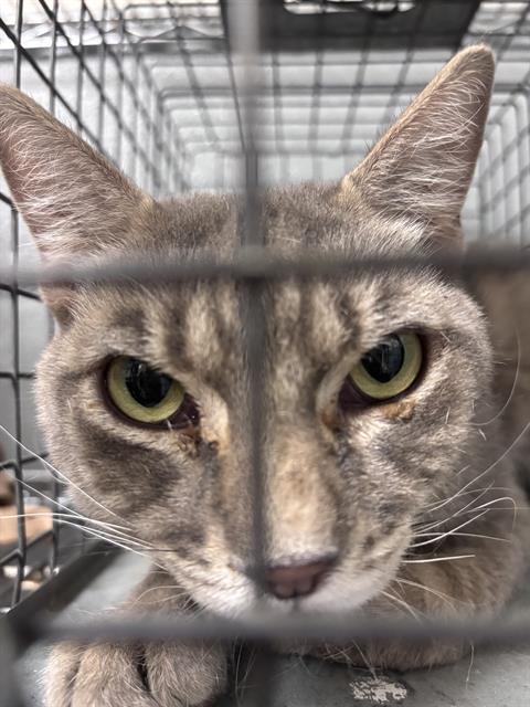 Shelter Stray Male Cat last seen Near BLK W CHEYENNE AVE, LAS VEGAS NV 89108, 655 N Mojave Rd, Las Vegas, NV 89101, USA