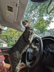 Reunited Male Cat last seen Cherokee Street, Woodward Street, Atlanta, GA 30312