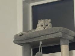 Reunited Male Cat last seen Last seen around Skyview Springs Garden NE, Calgary, AB 