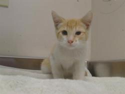 Shelter Stray Male Cat last seen 47TH ST/EL CERRITO WAY, 95820, 3839 Bradshaw Rd, Sacramento, CA 95827, USA