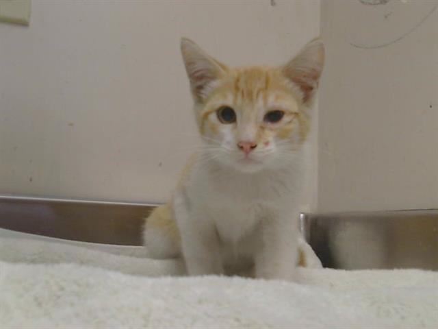 Shelter Stray Male Cat last seen 47TH ST/EL CERRITO WAY, 95820, 3839 Bradshaw Rd, Sacramento, CA 95827, USA