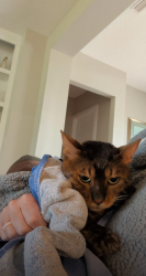 Reunited Male Cat last seen SE 61st Terrace Belleview fl 34420 headed toward the park at Fountains at Golf Park., Belleview, FL 34420