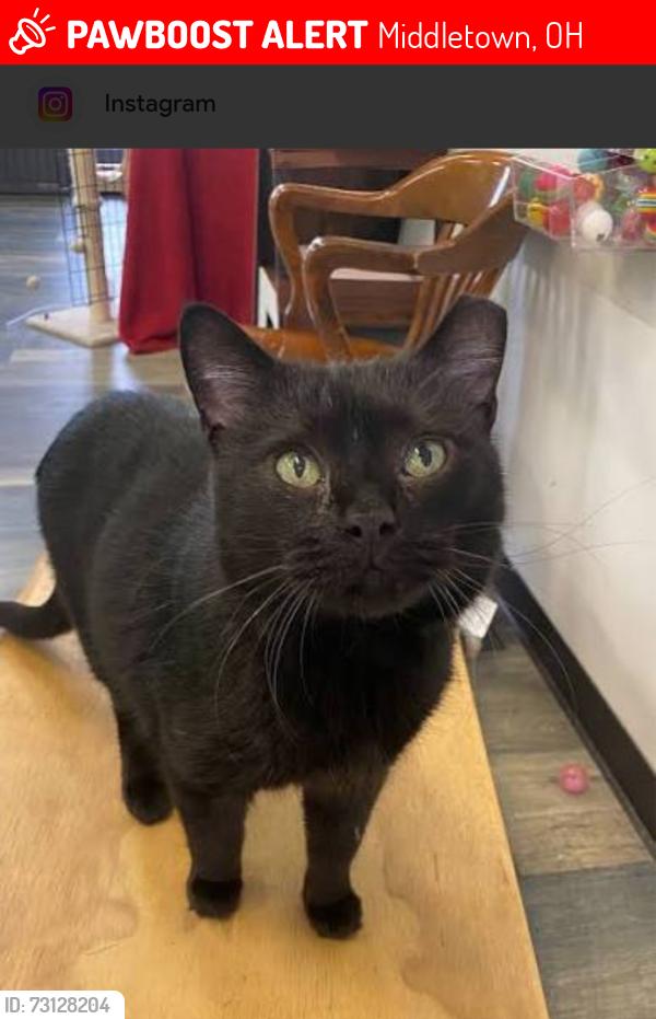 Lost Male Cat last seen Corner of Lewis Street and Jackson Lane. Behind speedway. He was kidnapped by a female who lives in that hse. She let me look outside bit not inside. , Middletown, OH 45044