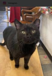 Lost Male Cat last seen Corner of Lewis Street and Jackson Lane. Behind speedway. He was kidnapped by a female who lives in that hse. She let me look outside bit not inside. , Middletown, OH 45044