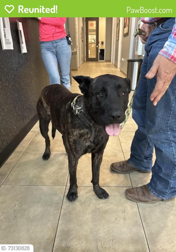 Reunited Female Dog last seen Emerald Oaks Retirement Resort, San Antonio, TX 78259