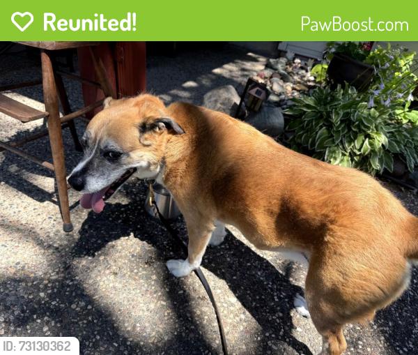 Reunited Female Dog last seen 109th and winnetka, Champlin, MN 55316