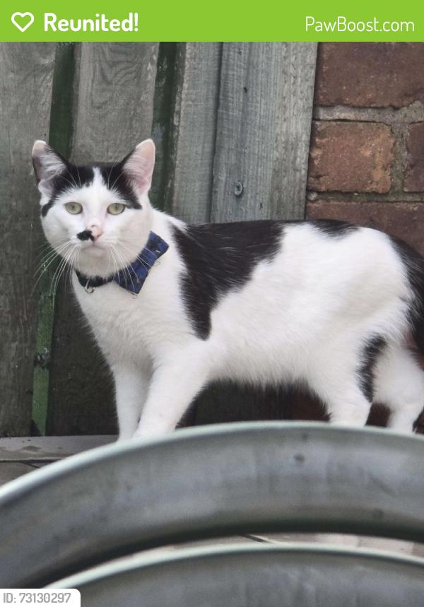 Reunited Male Cat last seen Hopped the fence in the park behind Leigh Avenue, by the playground., Halton, England 