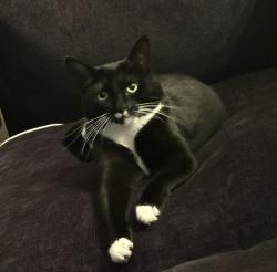 Lost Female Cat last seen Turner and hull st road, Manchester, VA 23224