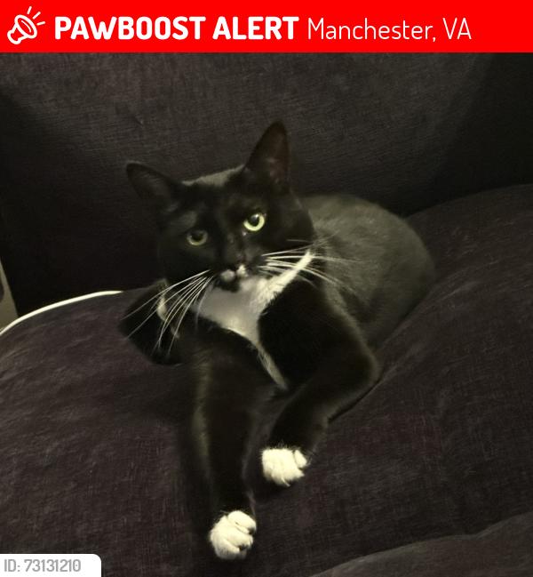 Lost Female Cat last seen Turner and hull st road, Manchester, VA 23224