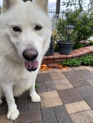 Lost Male Dog last seen Walgreens, Los Angeles, CA 90052