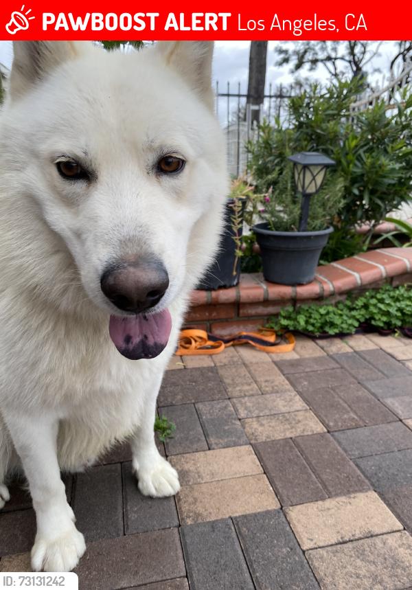 Lost Male Dog last seen Walgreens, Los Angeles, CA 90052