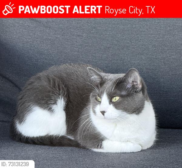 Lost Female Cat last seen High Point Ranch, Royse City, TX 75189