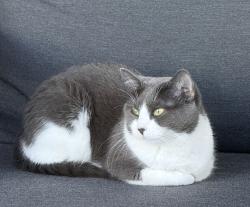 Lost Female Cat last seen High Point Ranch, Royse City, TX 75189