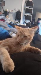 Lost Male Cat last seen Near arch Ave newfield nj 08344, Newfield, NJ 08344