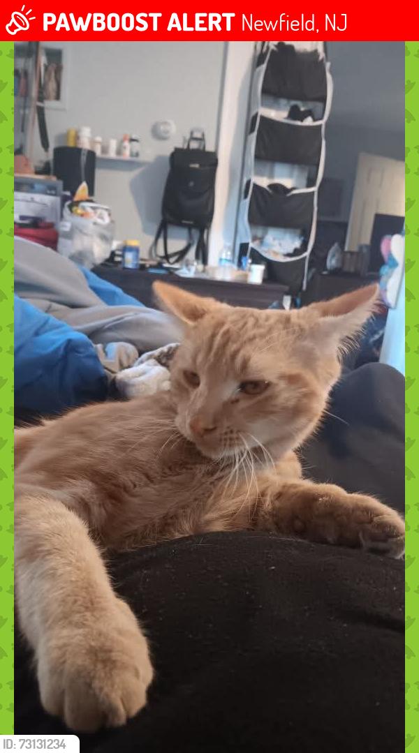 Lost Male Cat last seen Near arch Ave newfield nj 08344, Newfield, NJ 08344