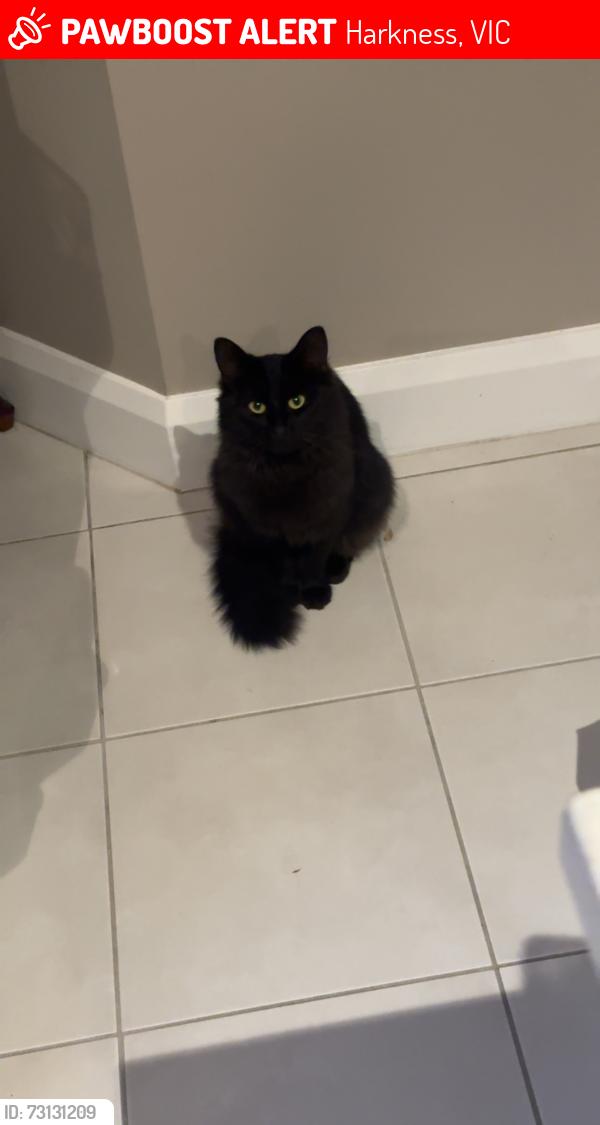 Lost Male Cat last seen Arnold’s creek Blvd, Bulmans Rd, Harkness, VIC 3337