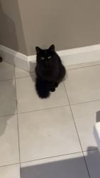 Lost Male Cat last seen Arnold’s creek Blvd, Bulmans Rd, Harkness, VIC 3337