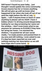 Lost Female Dog last seen 9th st, Modesto, CA 95351