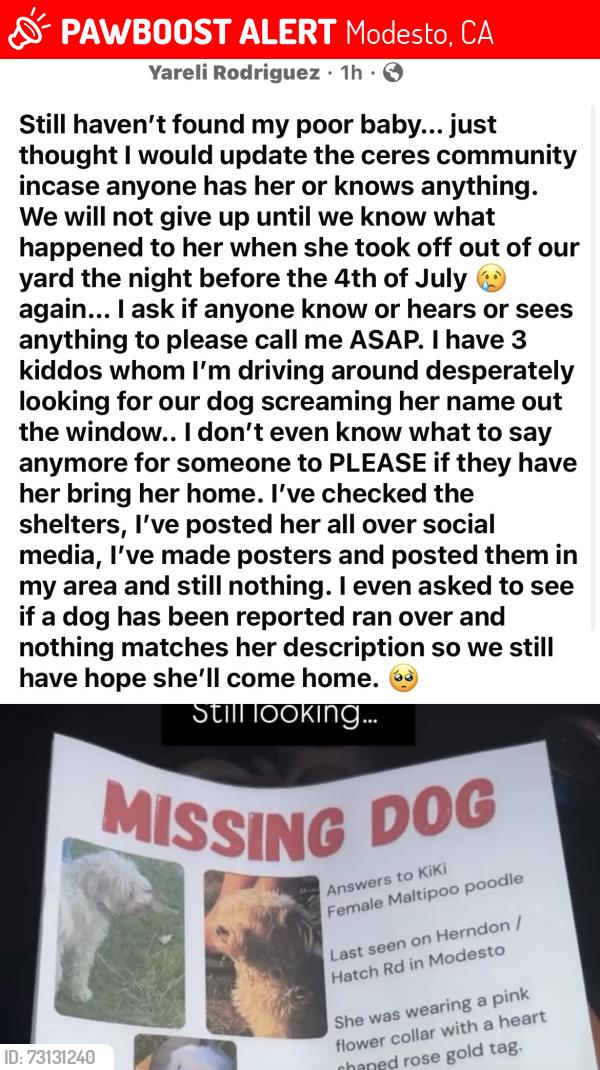 Lost Female Dog last seen 9th st, Modesto, CA 95351
