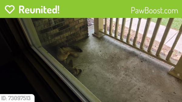 Reunited Male Dog last seen Panola golf course, Ellenwood, GA 30294